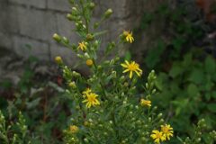 Dittrichia viscosa viscosa_Josep Maria Panareda