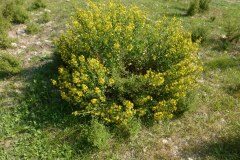 Dittrichia viscosa viscosa_Josep Maria Panareda