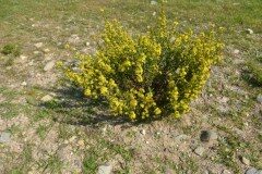 Dittrichia viscosa viscosa_Josep Maria Panareda