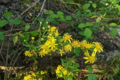 Dittrichia viscosa viscosa_Katarzyna Zarnowiec CC BY-SA