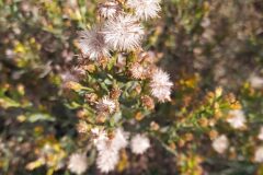 Dittrichia viscosa viscosa_Merce Vallicrosa CC BY-NC