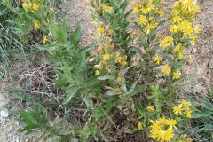 Dittrichia viscosa viscosa_Merce Vallicrosa CC BY-NC