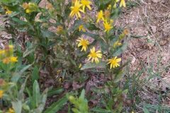 Dittrichia viscosa viscosa_Merce Vallicrosa CC BY-NC