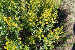 Dittrichia viscosa viscosa_Merce Vallicrosa CC BY-NC