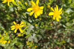 Dittrichia viscosa viscosa_Merce Vallicrosa CC BY-NC