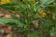 Dittrichia viscosa viscosa_Merce Vallicrosa CC BY-NC