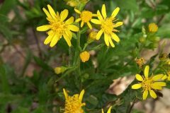 Dittrichia viscosa viscosa_Neus Julia CC BY-SA