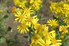 Dittrichia viscosa viscosa_Neus Julia CC BY-SA