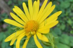 Doronicum pardalianches_Andres Tello