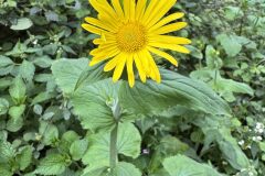 Doronicum pardalianches_Andres Tello