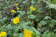 Doronicum pardalianches_Andres Tello