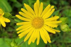 Doronicum pardalianches_Jordi Bassols CC BY-NC