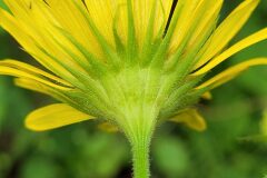 Doronicum pardalianches_Jordi Bassols CC BY-NC