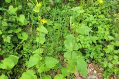 Doronicum pardalianches_Jordi Bassols CC BY-NC