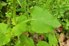 Doronicum pardalianches_Jordi Bassols CC BY-NC