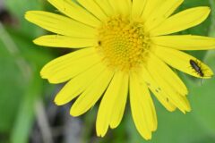 Doronicum pardalianches_Margarida Vila CC BY-NC