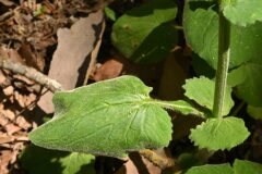 Doronicum pardalianches_Margarida Vila CC BY-NC