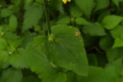 Doronicum pardalianches_Merce Vallicrosa CC BY-NC