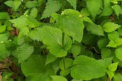 Doronicum pardalianches_Merce Vallicrosa CC BY-NC