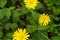 Doronicum pardalianches_Merce Vallicrosa CC BY-NC