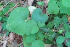 Doronicum pardalianches_Merce Vallicrosa CC BY-NC