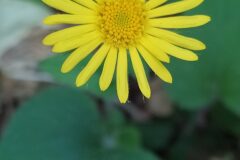 Doronicum pardalianches_Merce Vallicrosa CC BY-NC