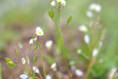Draba verna_Joaquim Reberte