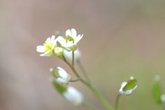 Draba verna_Joaquim Reberte