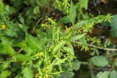 Dysphania ambrosioides_Katarzyna Zarnowiec CC BY-SA