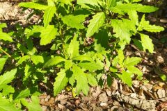 Dysphania ambrosioides_Merce Vallicrosa CC BY-NC