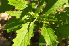 Dysphania ambrosioides_Merce Vallicrosa CC BY-NC