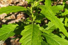 Dysphania ambrosioides_Merce Vallicrosa CC BY-NC