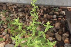 Dysphania botrys_Joanjo Garcia CC BY-NC