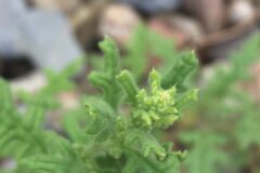 Dysphania botrys_Joanjo Garcia CC BY-NC