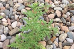 Dysphania botrys_Joanjo Garcia CC BY-NC