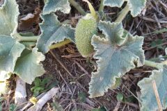 Ecballium elaterium_Merce Vallicrosa CC BY-NC