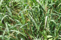 Echinochloa colona_Pere Barnola_CC BY-SA