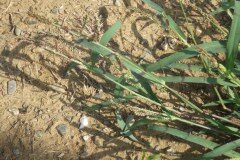 Echinochloa colona_Pere Barnola_CC BY-SA