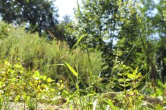 Echinochloa crus galli_Joaquim Reberte