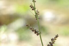 Echinochloa crus galli_Joaquim Reberte