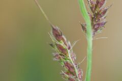 Echinochloa crus galli_Joaquim Reberte