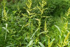 Echinochloa crus galli_Merce Vallicrosa CC BY-NC