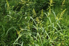 Echinochloa crus galli_Merce Vallicrosa CC BY-NC