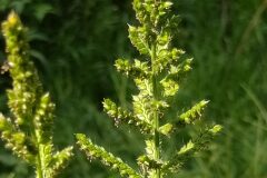 Echinochloa crus galli_Merce Vallicrosa CC BY-NC