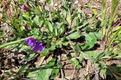 Echium plantagineum_Jordi Bassols CC BY-NC SA