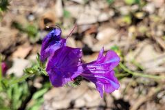 Echium plantagineum_Jordi Bassols CC BY-NC SA