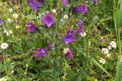 Echium plantagineum_Merce Vallicrosa CC BY-NC