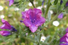 Echium plantagineum_Merce Vallicrosa CC BY-NC