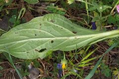 Echium plantagineum_Merce Vallicrosa CC BY-NC