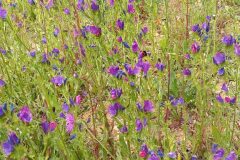 Echium plantagineum_Neus Julia CC BY-SA